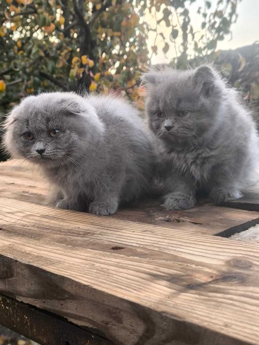 Британские котята