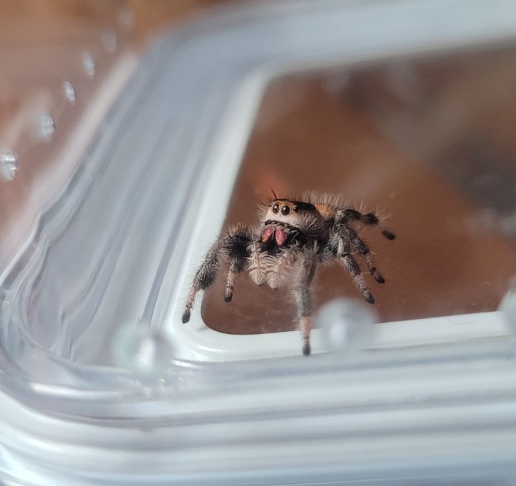 Skakun królewski phidippus regius soroa