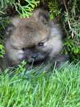 Szpic miniaturowy ( pomeranian )
