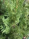 Cedro camaciparys oriental com 80 centimetros