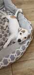 Jack Russell Terrier Sunia
