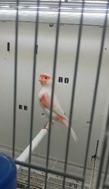 Fêmeas de Vermelho Mosaico