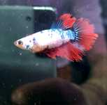 Bojowniki samice hm nemo