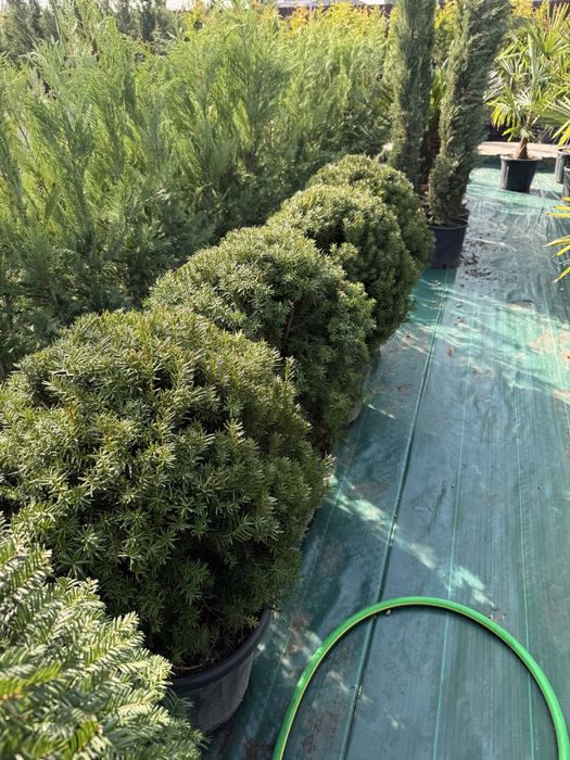 Продам тисы стриженые и для изгороди