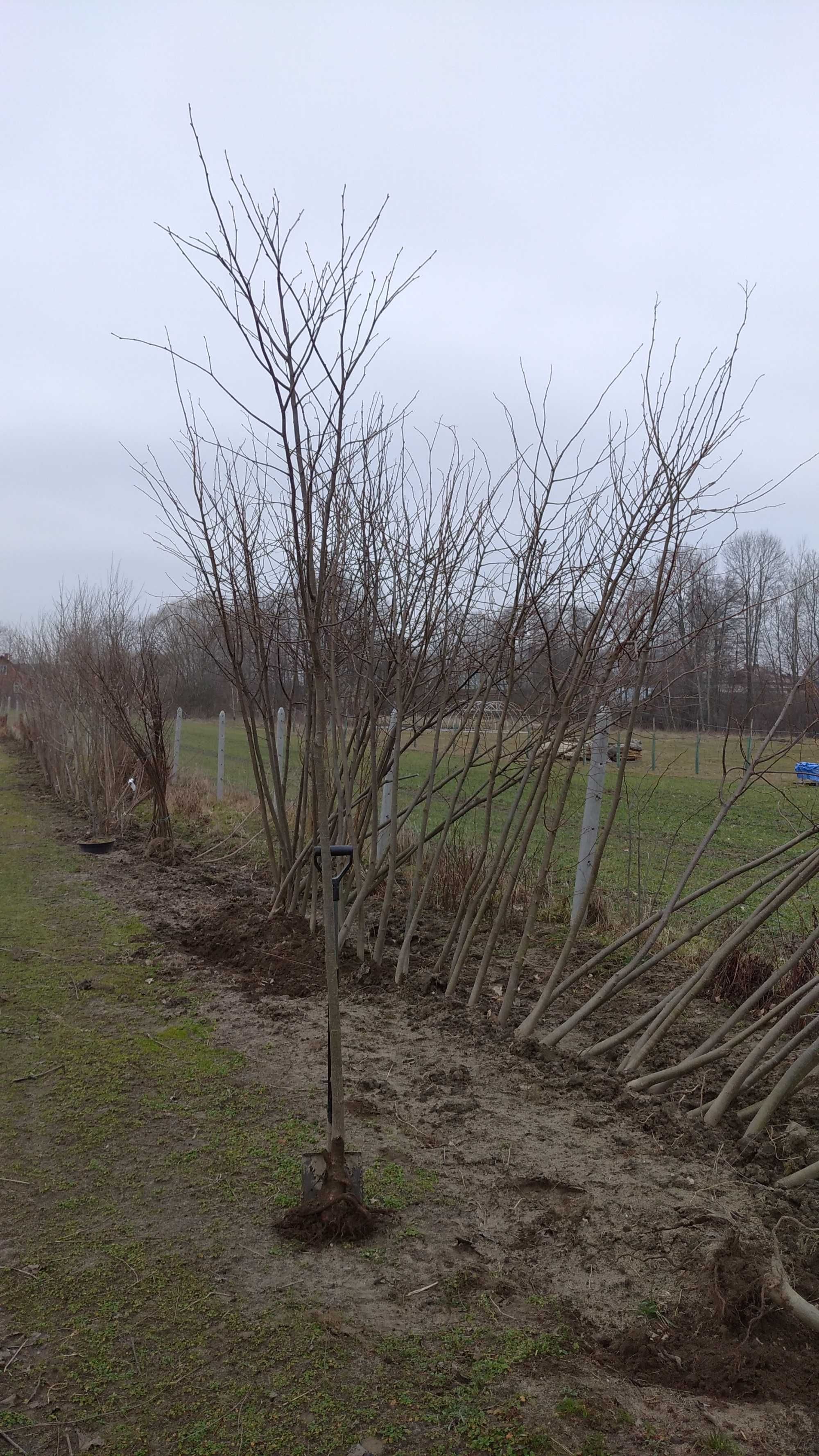 Lipa drobnolistna Sadzonki obw. pni 6-8,8-10,10-12,12-14,14-16 cm.Duże