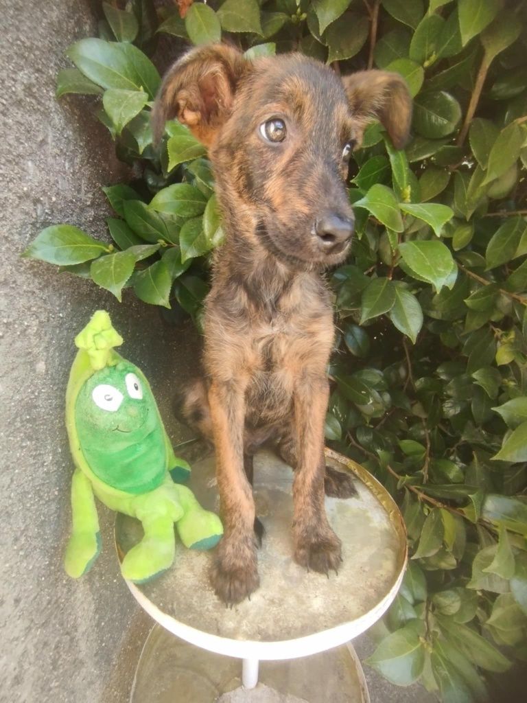 Enzo para adoção muito responsável