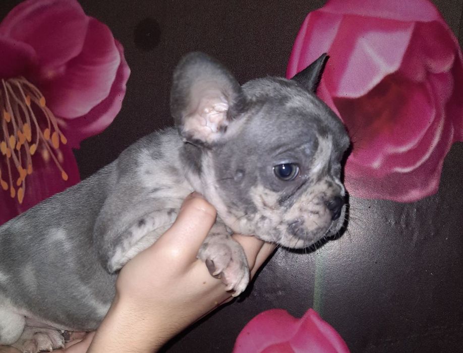 Голубые Мерле девочка и мальчик