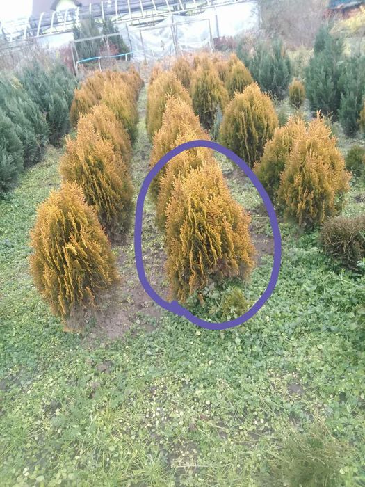 Дім  сад город. Декоративні рослини.