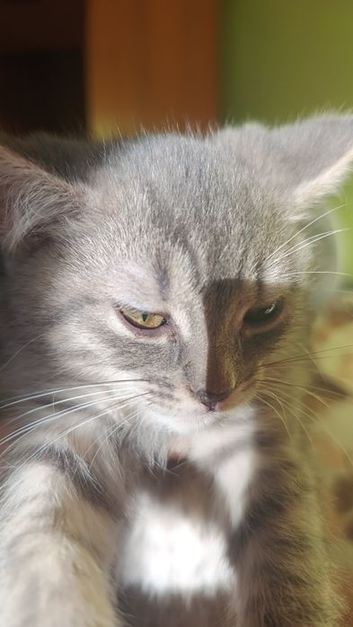 Віддам котинят в добрі руки