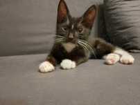 Maly czarny kotek do adopcji