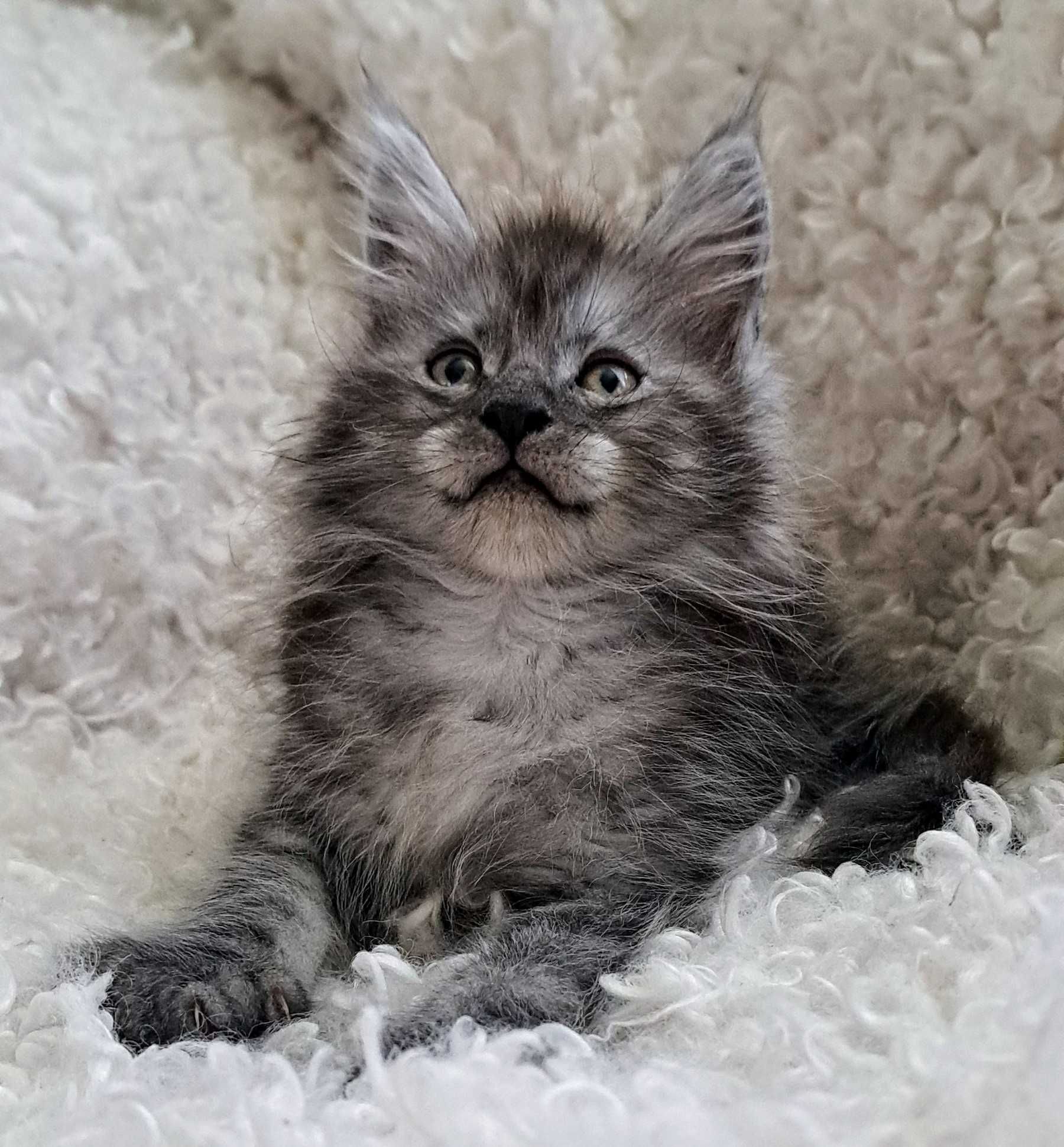 Doskonały ns Maine Coon