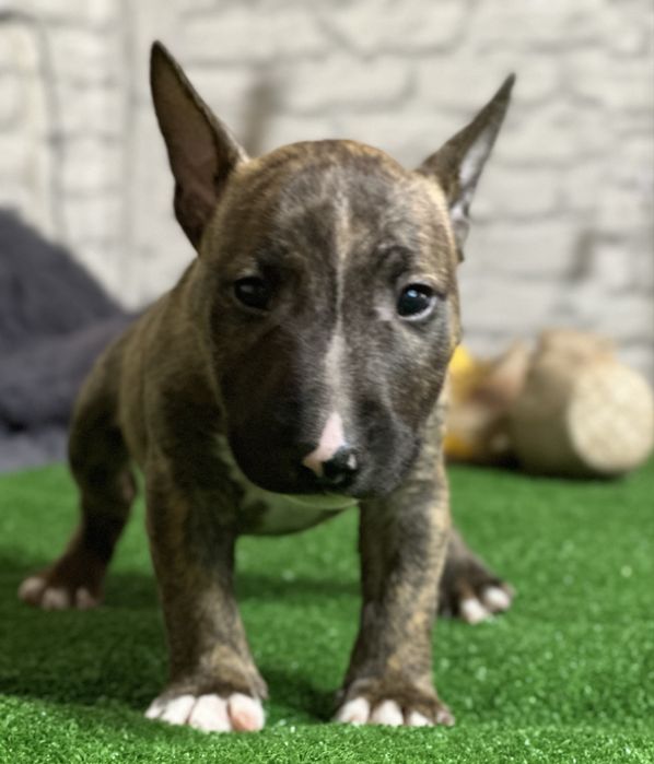 Миниатюрные бультеръеры