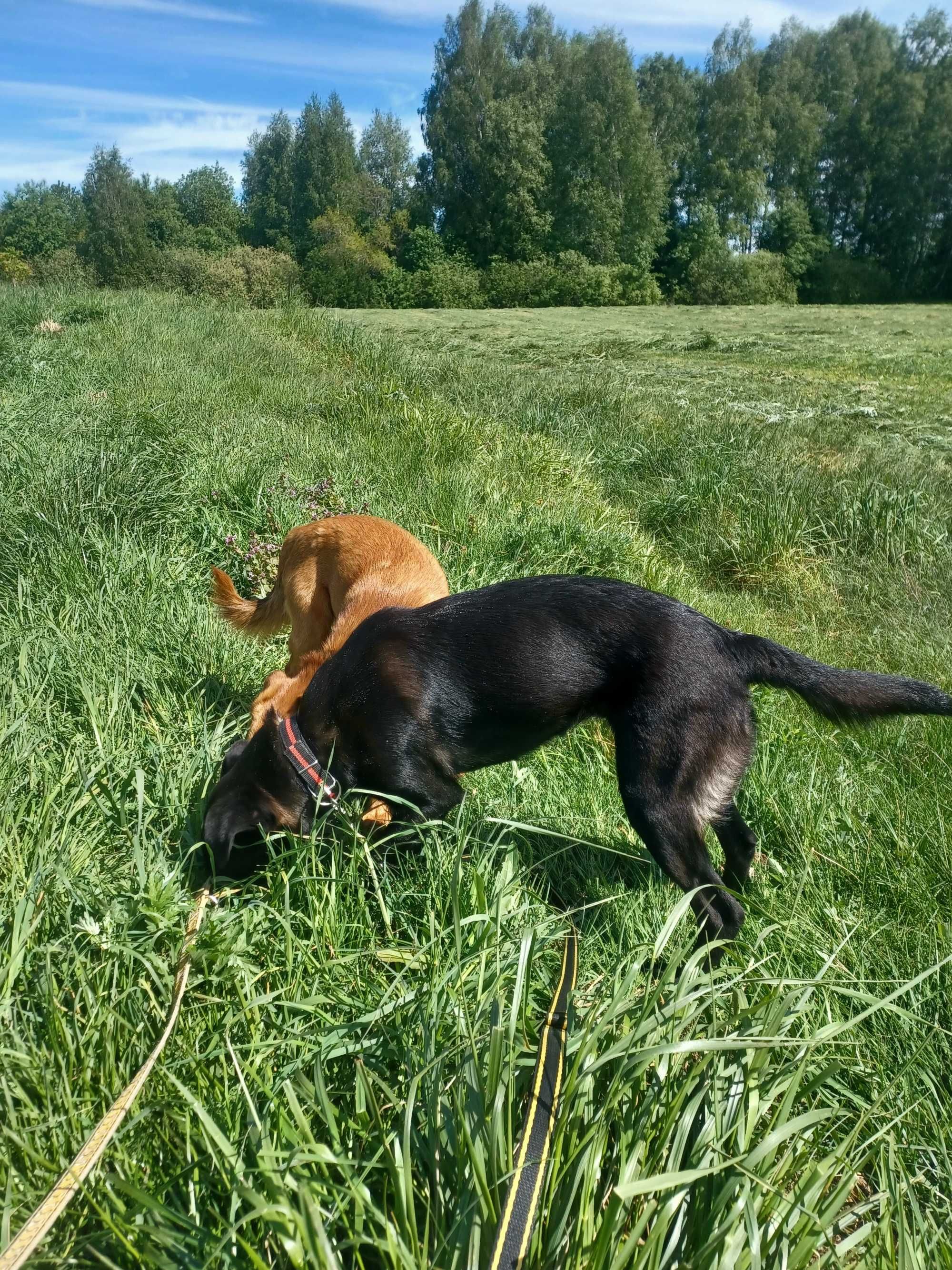 Urodziwy piesek w typie rasy patterdale terrier