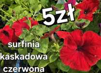 Sadzonki z serca Roztocza kwiatów balkonowych I rabatowych