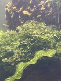 Roślina akwariowa Pelia