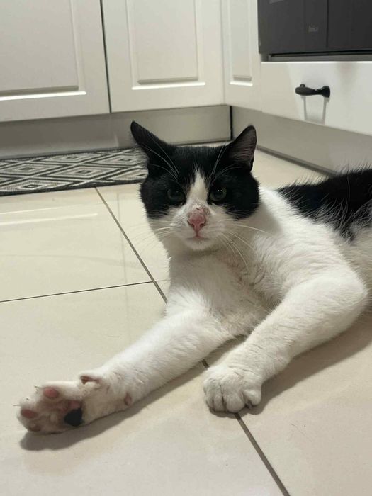 Oddam kotka w dobre ręce