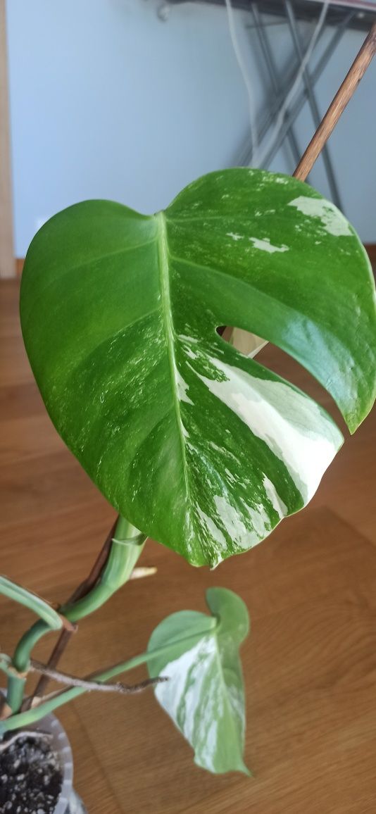 Monstera Veriegata -cała