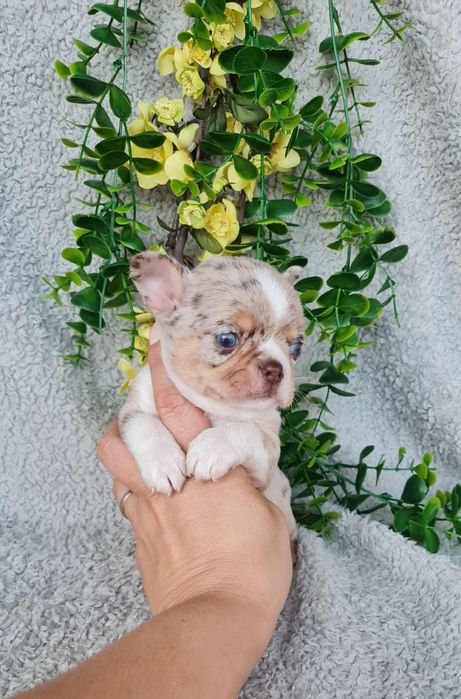 Excecional menino merle Chihuahua/Chiuaua. LinhagemRussa