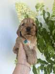 Śliczna suczka  cocker spaniel