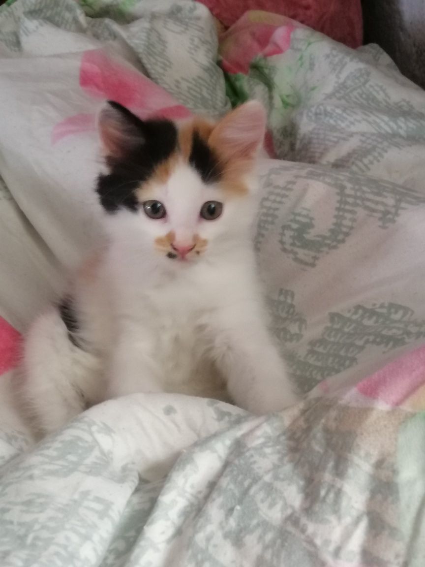Котята в добрі руки