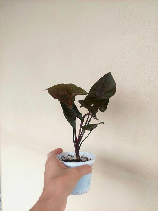 Planta Syngonium Maria
