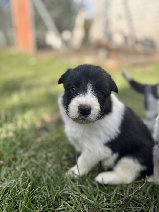 Border Collie- suczka