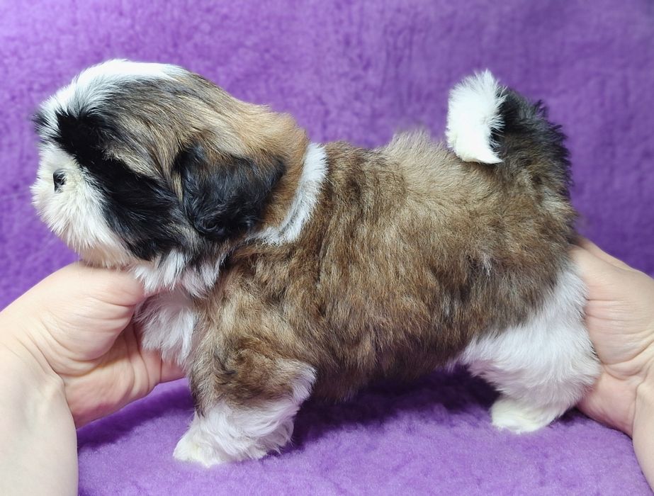 Śliczny, wesoły maluch Shih Tzu z rodowodem