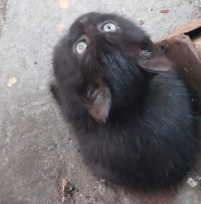 Oddam małe 3 koty i 3 kotki