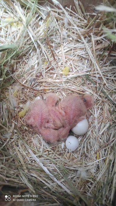 Bebés de rosicoller para criar á mão