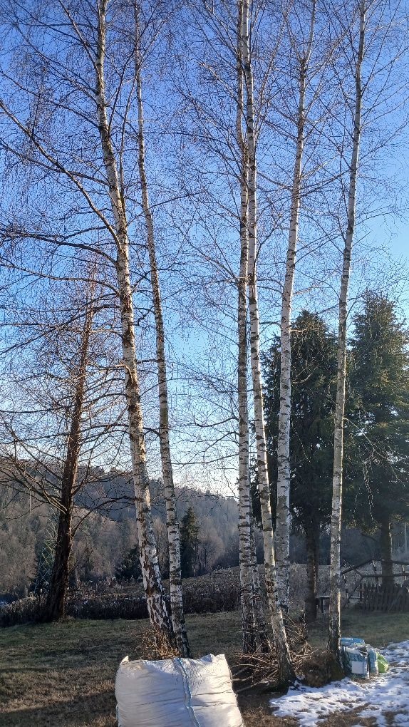 Usługi ogrodnicze, utrzymanie ogrodów, wycinka drzew.