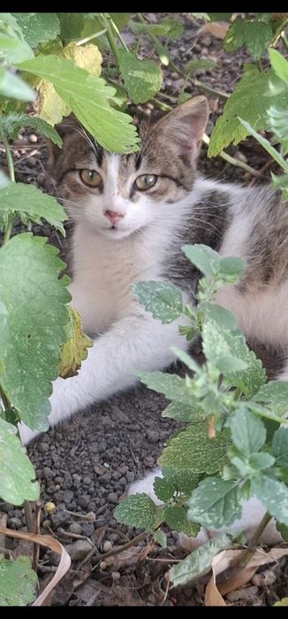 Котенок девочка Мира. Котята бесплатно. Кошечка. Кошка. Даром.