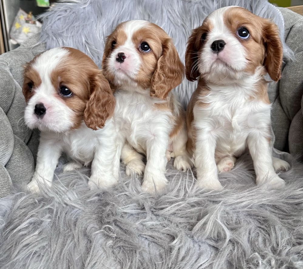 Dziewczynka cavalier king charles spaniel