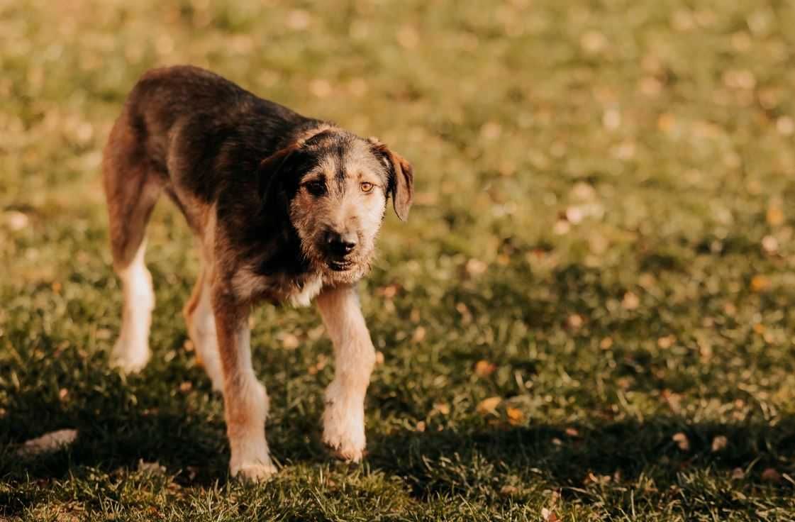 Młody Terier Gapek poleca się do adopcji!!!