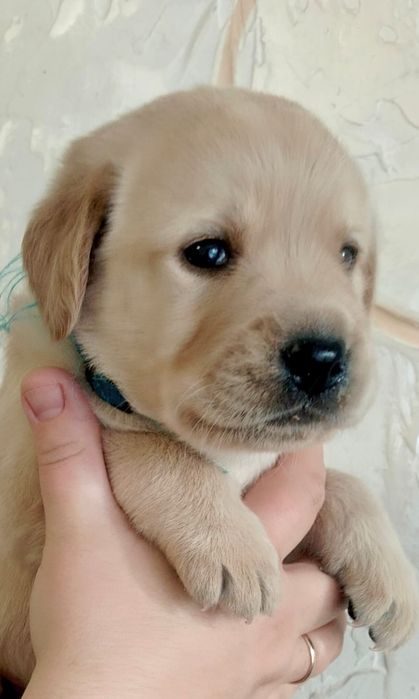 Цуценя / цуценята Лабрадор Ретривер / щенок / щенки / щеня / щенята