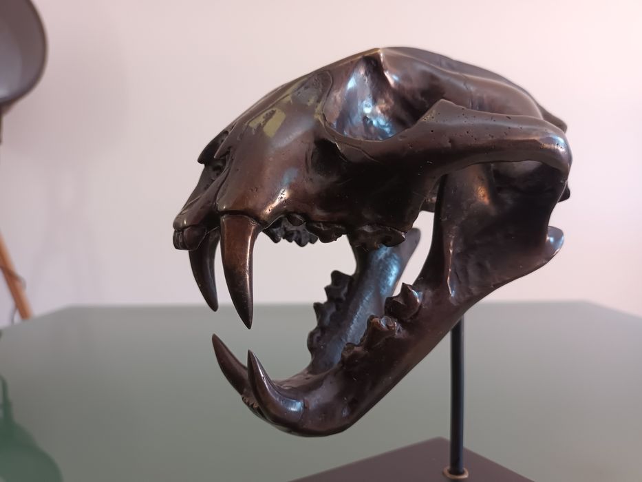 Escultura em Bronze patinado, de Crânio de Leopardo das Neves