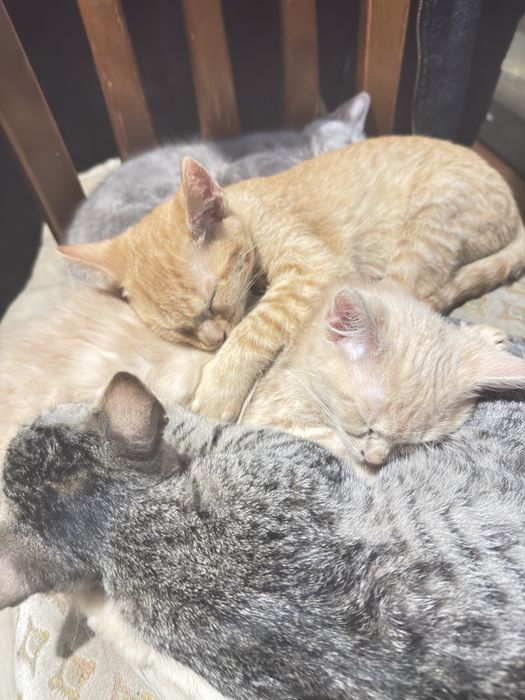 Kocie maluchy do oddania