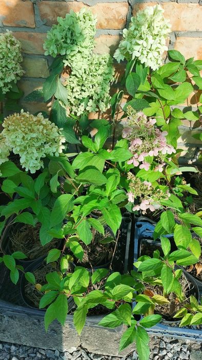 Гортензія волотиста (мітловидна)