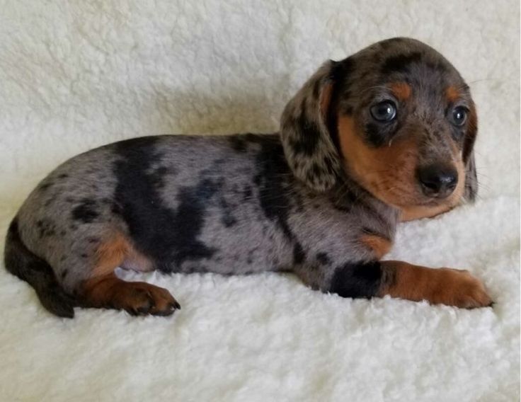 Такса мармурова – ідеальний друг для сім’ї