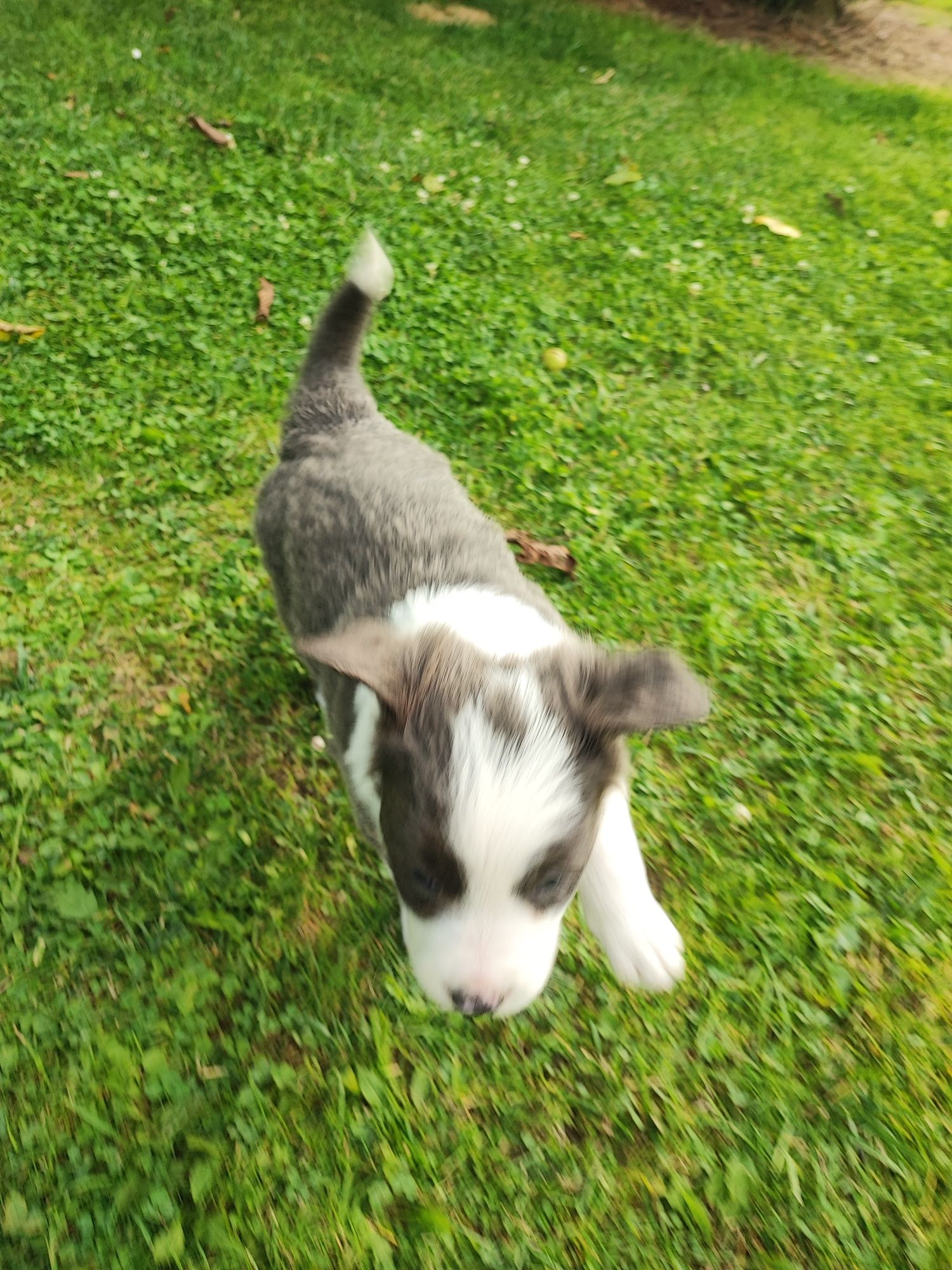 Border Collie Blue & White z niebieskimi oczami – metryka PFH