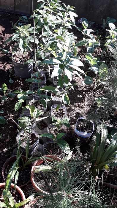 Arvores de abacates, maracujás, orquideas e pinheiros mansos e OUTRAS