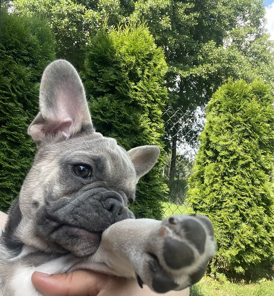 Buldog francuski szuka nowego domku