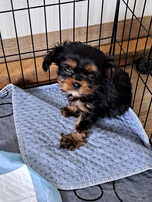 Cavalier King Charles Spaniel