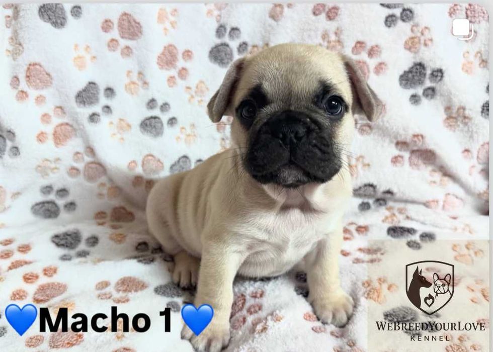 Buldogue Francês Premium – beleza, saúde e temperamento perfeitos!