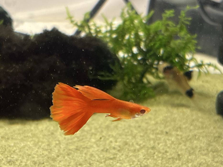 Gupiki Albino Full Red