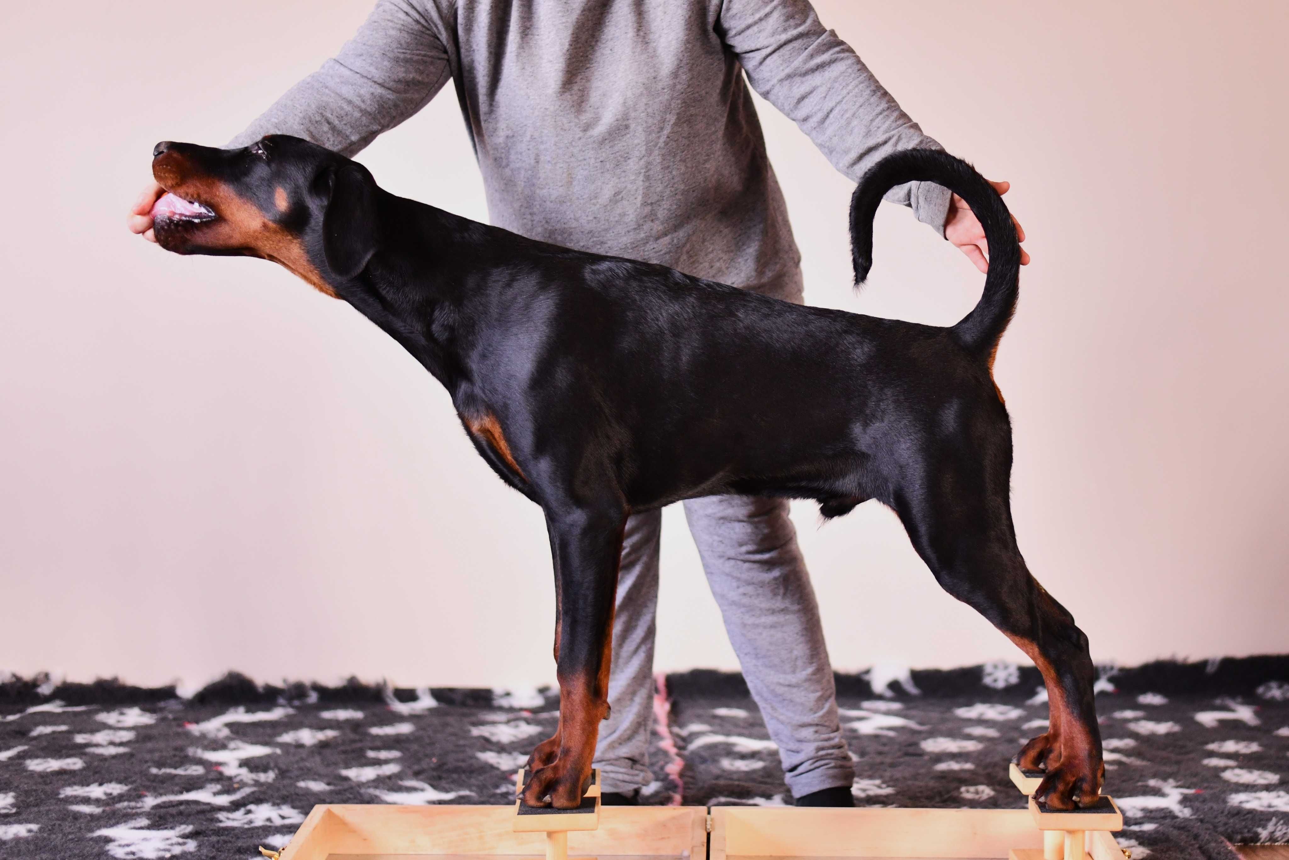 Doberman  piesek FCI
