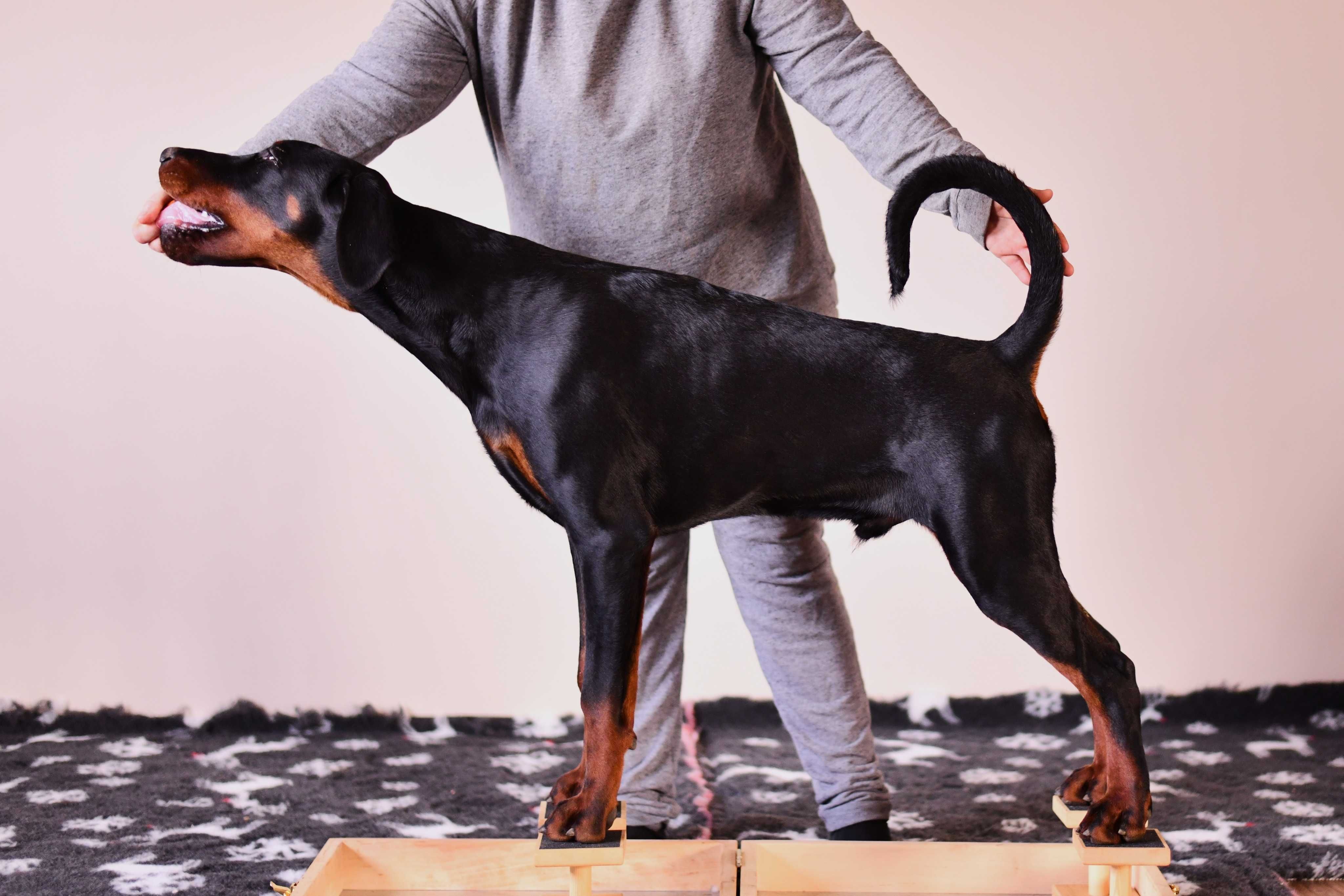 Doberman wystawowy piesek FCI