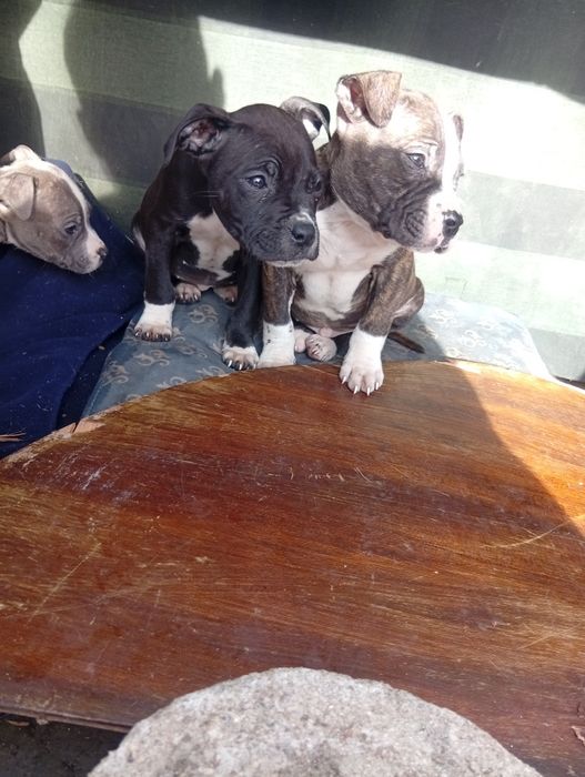 Companheiro de 4 patinhas