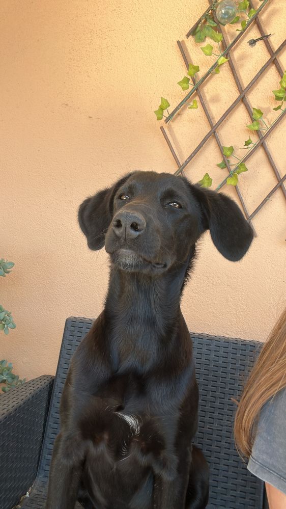 Cadela com 1 ano