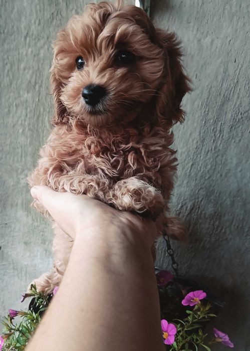 Maltipoo F1 samczyk z Dokumentami/Filmik