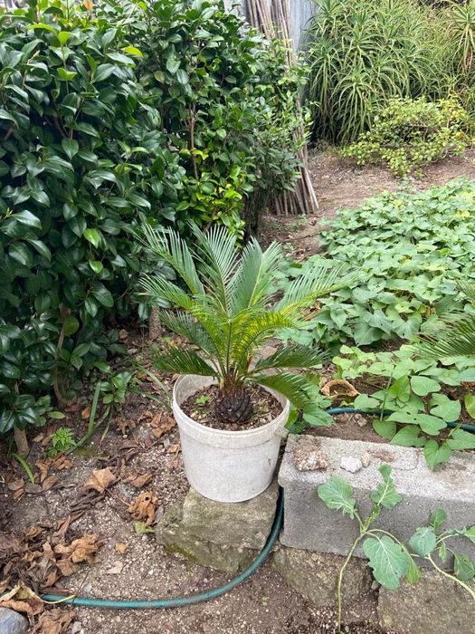 Palmeiras Cicas - várias